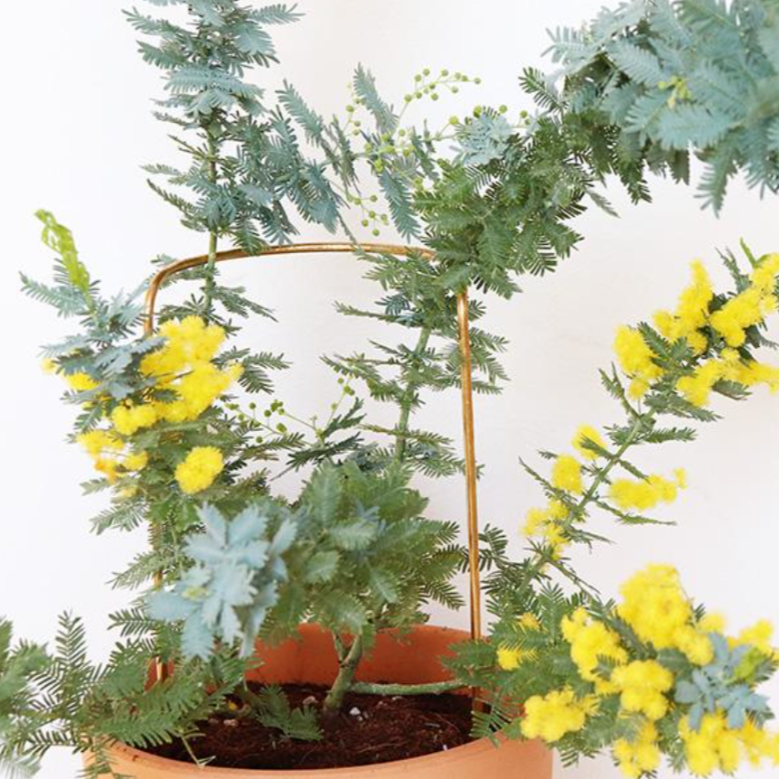 plant prop