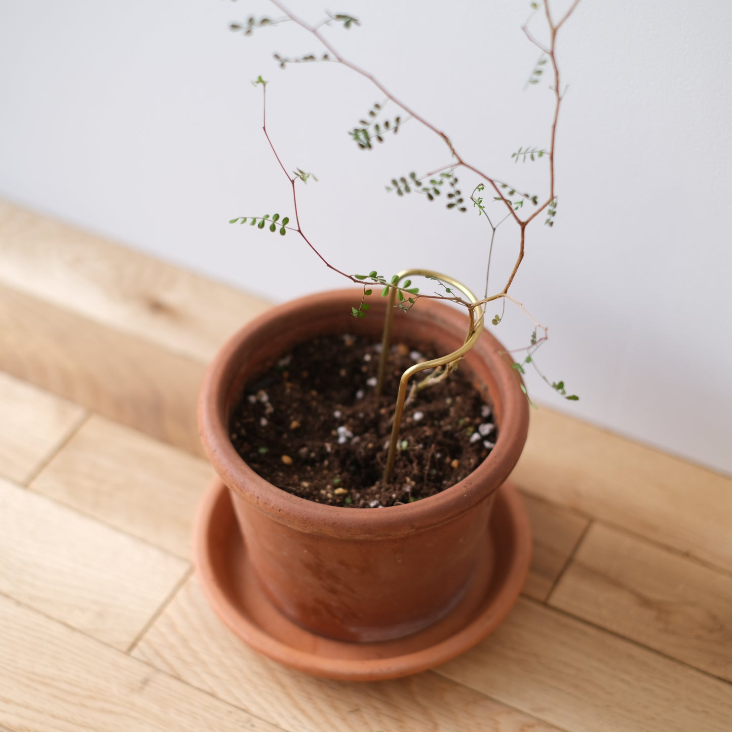 plant prop